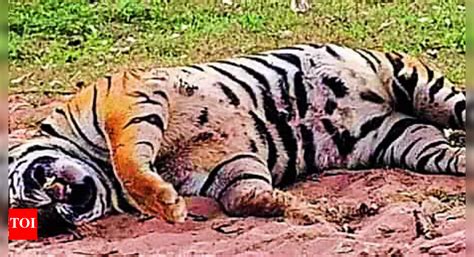 Poaching Alarm: Tiger Found Dead in Guru Ghasidas National Park Raises ...