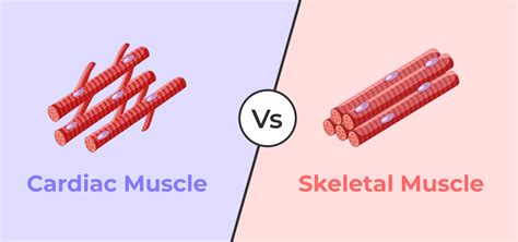 Cardiac Muscle Structure 的图像结果