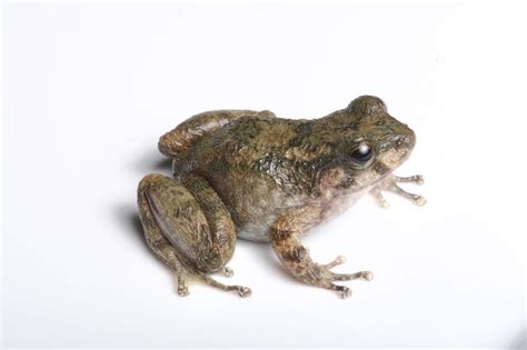 New species of dwarf frog discovered in mountains of India | Miami Herald