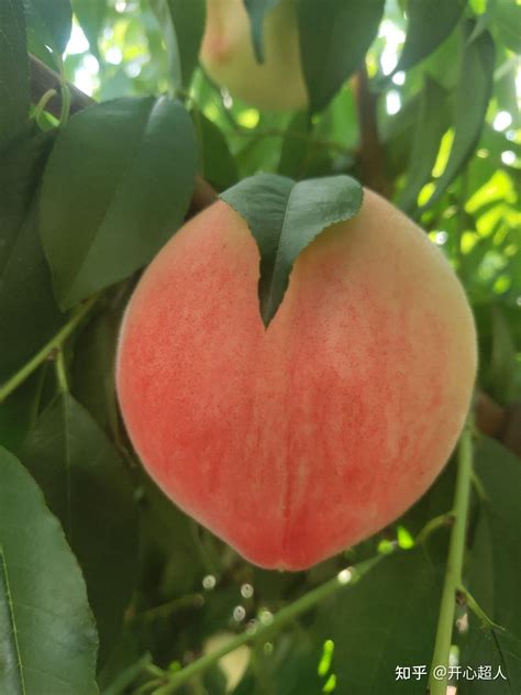 中国哪几种桃子最好吃？最有名啊？ - 知乎