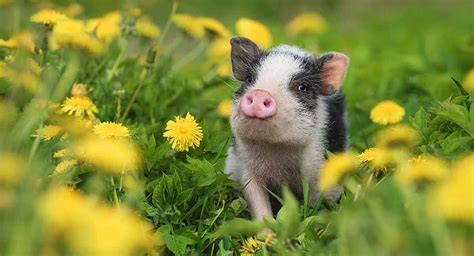 [100+] Cute Pig Wallpapers | Wallpapers.com