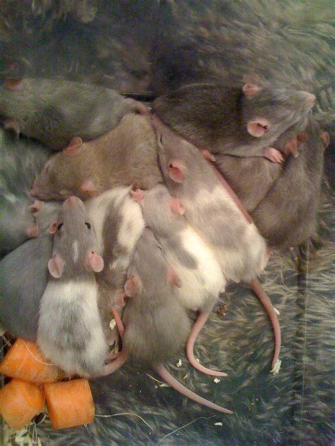 Süsse rattenbabys blue black und red eyes in Offenbach | Tiere ...