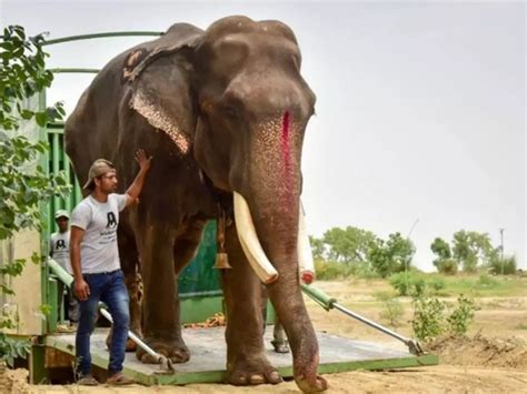 After Being Abused For 50 Years, Indian Temple Elephant Gajraj Takes ...