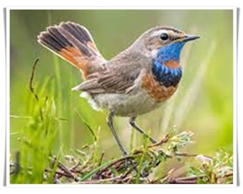 Udhwa Lake Bird Sanctuary | Department of Forest, Environment & Climate ...
