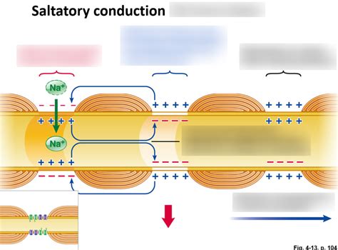 Saltatory Conduction Animation 的图像结果