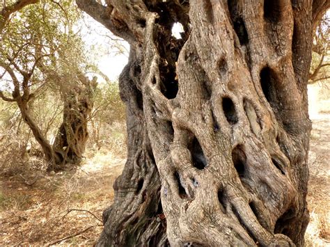 The White Olives of Malta | AramcoWorld