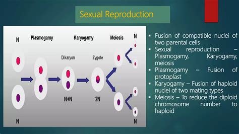 Image result for Fungi Reproduction