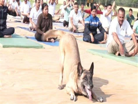 International Yoga Day: Dog from ITBP canine squad 'performs yoga' at J ...