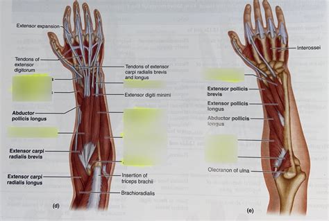 Extensor Pollicis Longus 的图像结果