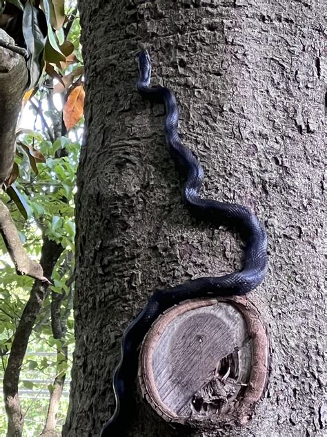Resident Black Rat Snake-NC : r/whatsthissnake