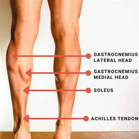 Soleus Muscle When Running at Leonard Gagliano blog