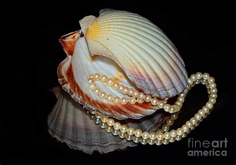 Image result for Perly Shells