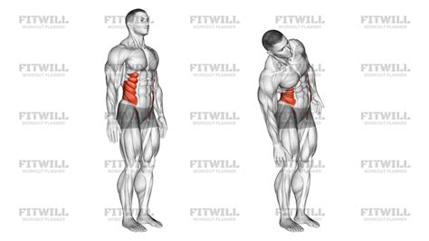 Image result for Contralateral Lateral Flexion