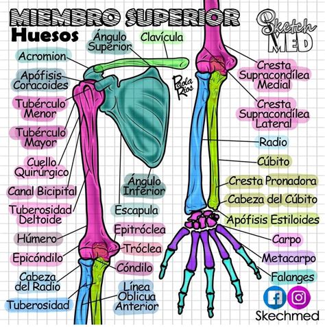 miembro superior, huesos | Sketch med, Medical anatomy, Studying medicine