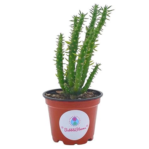 Buy Austrocylindropuntia Subulata, Pink Eves Pin Needle Cactus, Opuntia ...