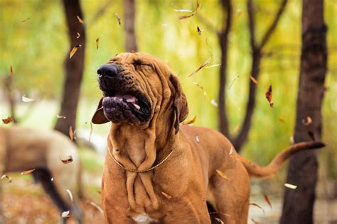 Reasons Why Your Dog Is Sneezing a Lot
