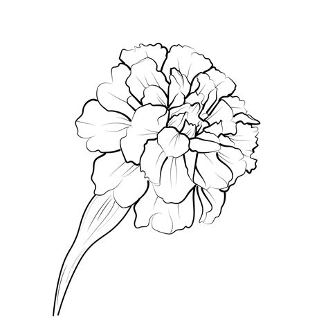 Premium Vector | Easy marigold drawing easy sketch marigold flower ...