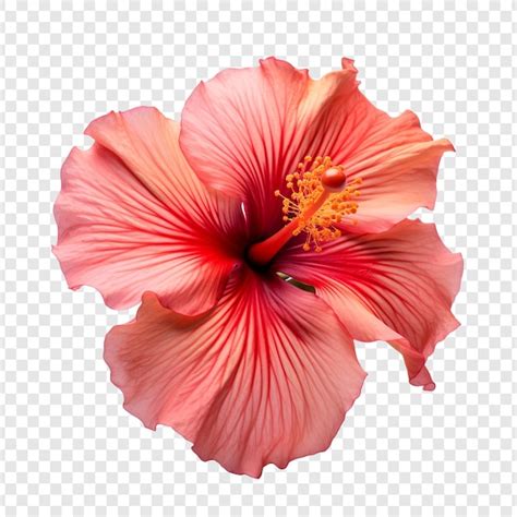 Image result for Inheritance Java Example with Attribute