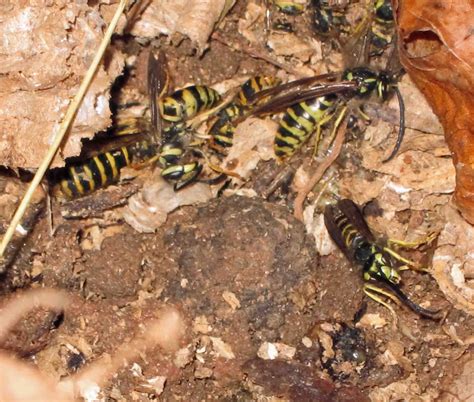 Exploring Nature in NC: Yellow Jacket Nest