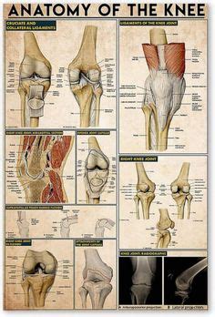 190 Anatomy ideas in 2024 | anatomy, anatomy art, anatomy reference