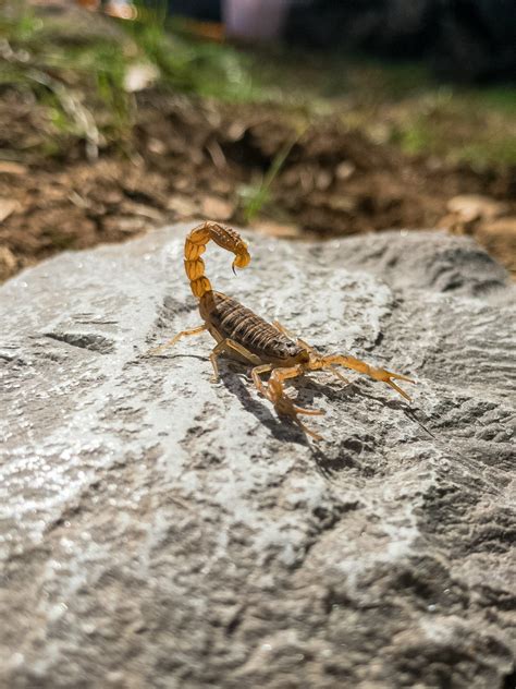 What Do Scorpions Eat? A Complete Guide To Scorpion Diets In Wild And ...