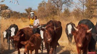 Zimbabwe Youtube Trends - Today's youtube trending videos in Zimbabwe