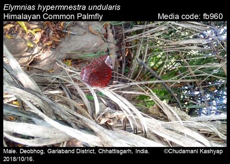 Elymnias hypermnestra | Butterfly