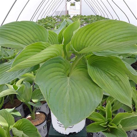 Shadowland® 'Empress Wu' Hosta - Grown By Overdevest