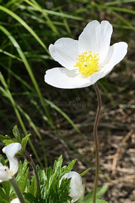 Blosssoming White Flower of Snowdrop Anemone Plant, Latin Name ...