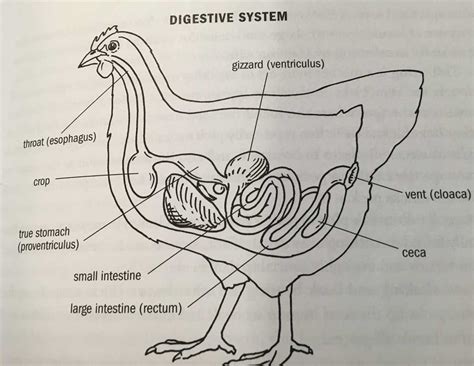 Image result for Chicken Digestive Track Labeled