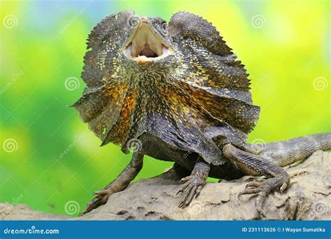 A Frilled Dragon Is Expanding Its Neck To Scare Off Intruders. Royalty ...