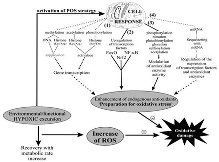 Aestivation in Nature: Physiological Strategies and Evolutionary ...