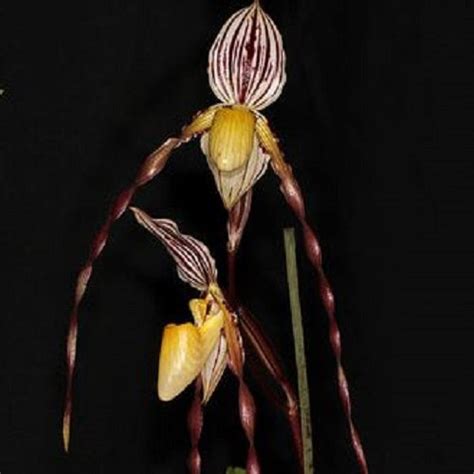 Paph. philippinense - Seedling – EXOTICA ORCHIDS