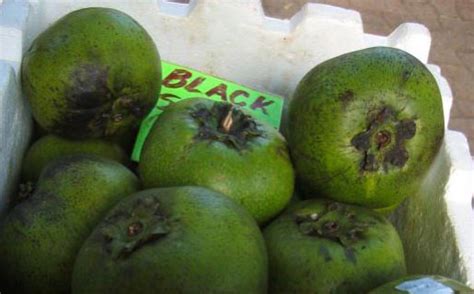 agaclar.net - Siyah Trabzon Hurması (Black persimmon) (Diospyros digyna)