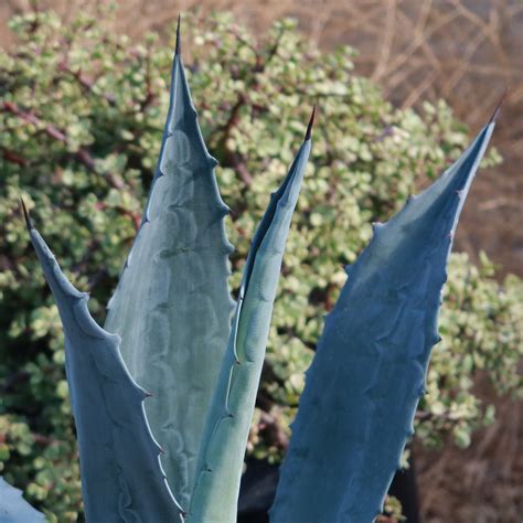 Shop 'Century Plant - Agave Americana' Care and Growing Guide | Planet Desert