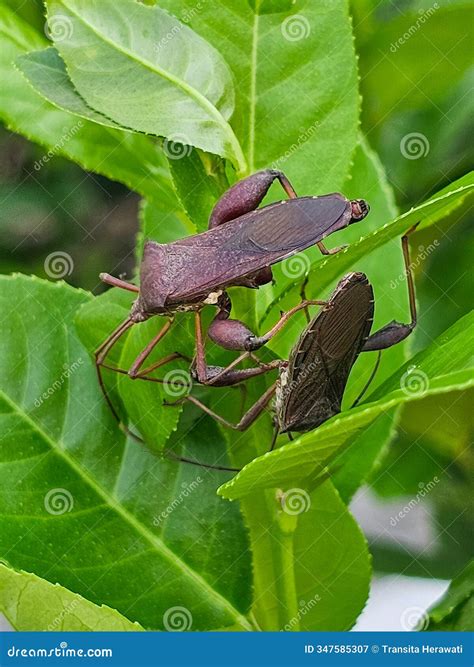 Walang Sangit or Leaf-footed Bugs Stock Image - Image of insect, pest ...