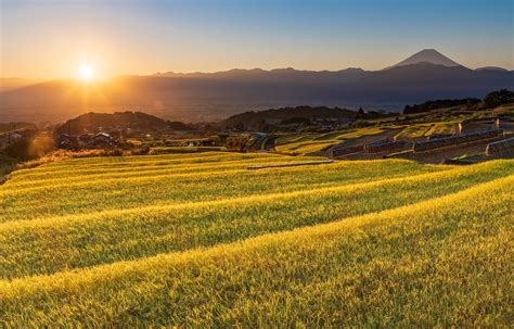 Agriculture In Japanese Language