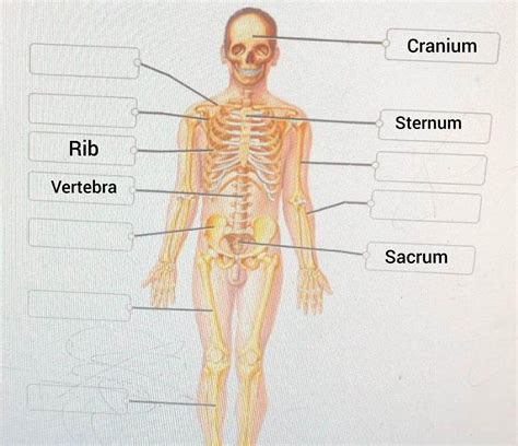 Axial Skeleton Labeling