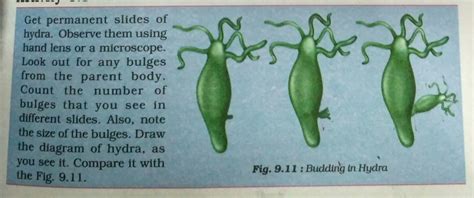 Image result for Budding Process