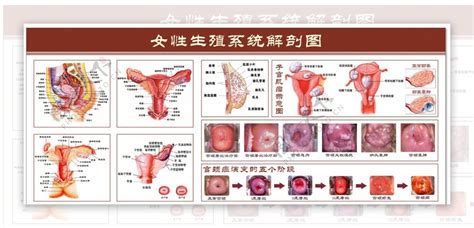 女性生殖系统解剖图图片素材-编号23235549-图行天下