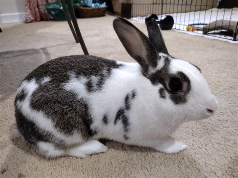 Black And White Bunny Rabbit