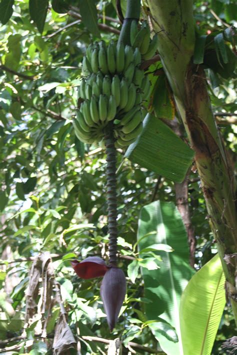 CAPE TRIB EXOTIC FRUIT FARM (2025) All You Need to Know BEFORE You Go ...