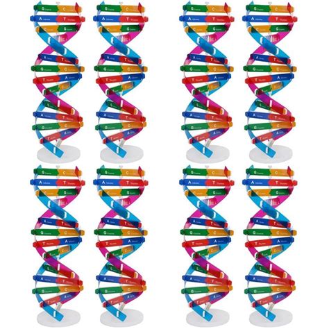 Image result for DNA Simple Homemade Model