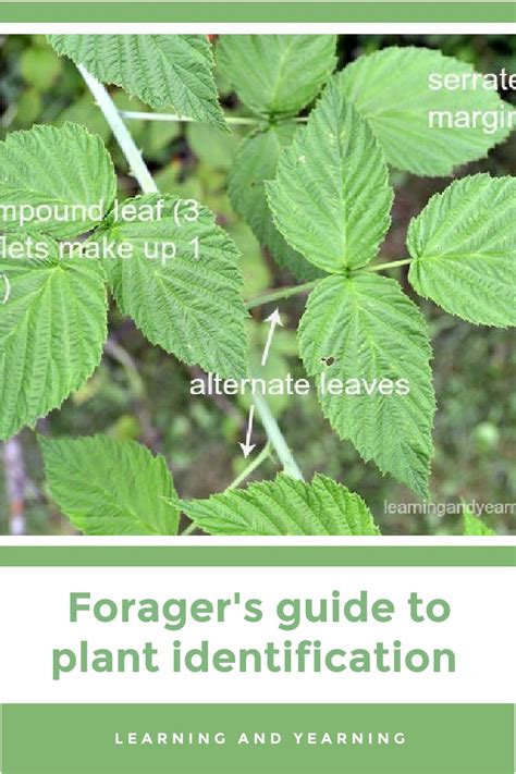 Plant Identification Guide 的图像结果