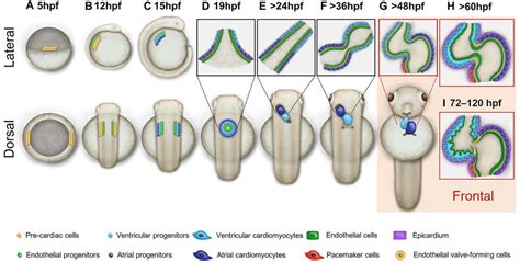 Image result for Zebrafish Embryo Development Heart