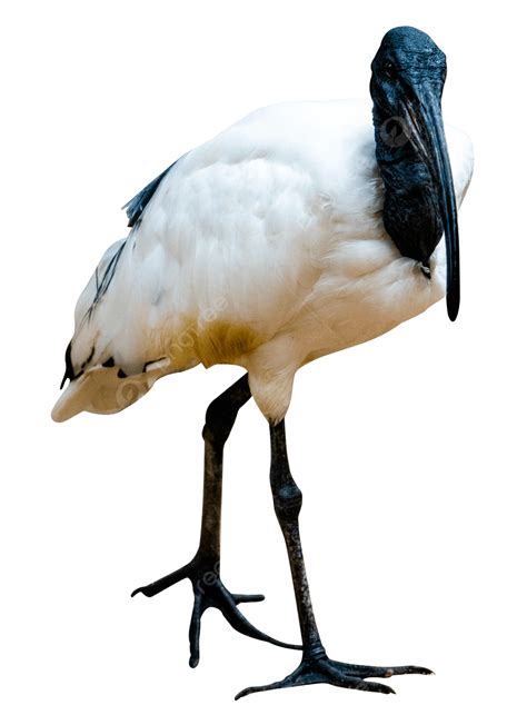 Bird Egyptian Ibis, Birds, Egyptian Ibis, Protect The Animals PNG ...