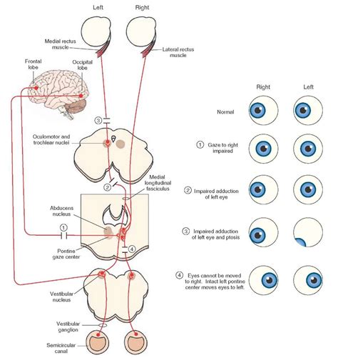 Horizontal gaze center Frontal eye field to CNIII Really good | Nervous ...
