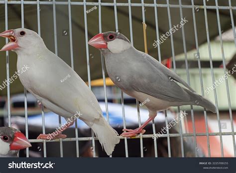 Image result for Java Sparrows for Sale