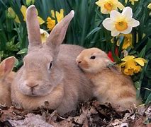 Image result for Spring Bunnies Pics