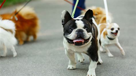 Cedar Animal Hospital